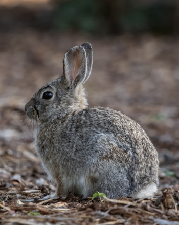 Selective Photography Of Grey Rabbit Selective Photography Of Grey Rabbit