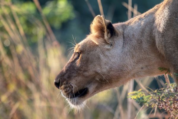 selective photography of lioness selective photography of lioness