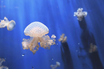 selective photography photo of jellyfishes selective photography photo of jellyfishes