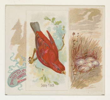 Sepoy Finch, from the Song | Free Photo - rawpixel Sepoy Finch, from the Song | Free Photo - rawpixel