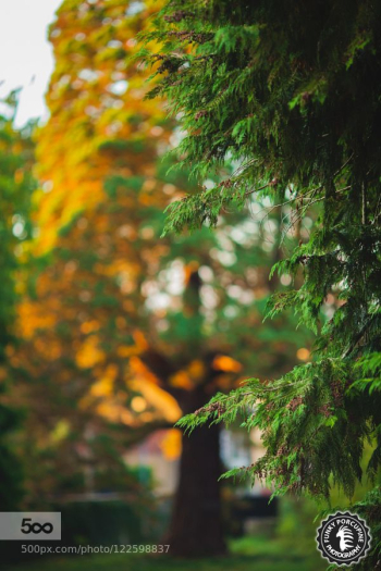 Sequoia on sunlight fire by funkyporcupine | Nature in 2019 ...