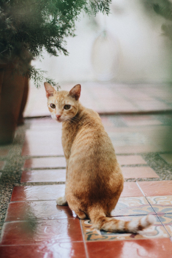 Serious-looking golden cat staring at the camera Serious-looking golden cat staring at the camera