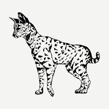 Serval drawing, vintage wildlife illustration | Free PSD - rawpixel Serval drawing, vintage wildlife illustration | Free PSD - rawpixel