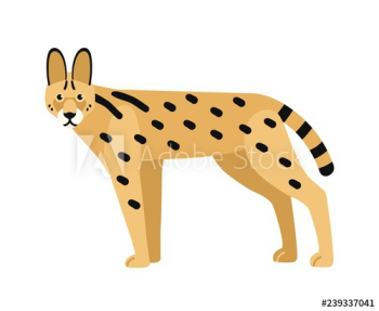 Serval isolated on white background Serval isolated on white background