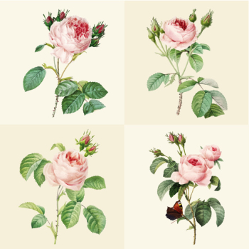 Set of beautiful blooming roses Set of beautiful blooming roses