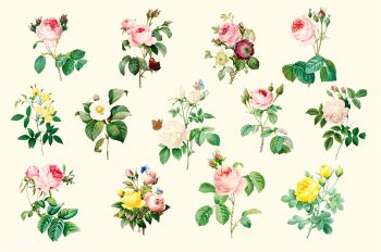 Set of beautiful blooming roses | Free stock vector - 503539 Set of beautiful blooming roses | Free stock vector - 503539