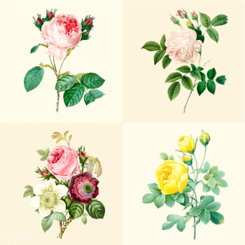 Set of beautiful blooming roses | Free stock vector - 503557 Set of beautiful blooming roses | Free stock vector - 503557