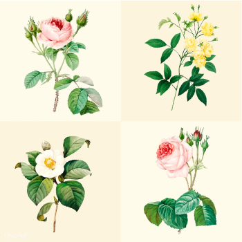 Set of beautiful blooming roses | Free stock vector - 503559 Set of beautiful blooming roses | Free stock vector - 503559