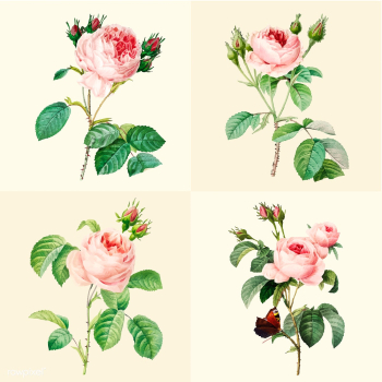 Set of beautiful blooming roses | Free stock vector - 503560 Set of beautiful blooming roses | Free stock vector - 503560