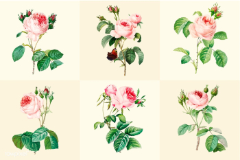 Set of beautiful blooming roses | Free stock vector - 503562 Set of beautiful blooming roses | Free stock vector - 503562