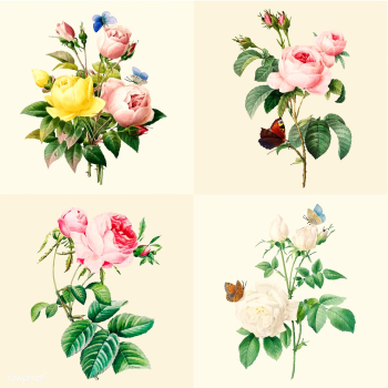 Set of beautiful blooming roses | Free stock vector - 503566 Set of beautiful blooming roses | Free stock vector - 503566