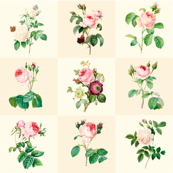 Set of beautiful blooming roses | Free stock vector - 503578 Set of beautiful blooming roses | Free stock vector - 503578