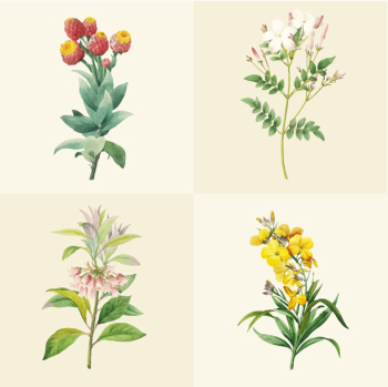 Set of beautiful blooming wildflowers Set of beautiful blooming wildflowers