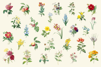 Set of beautiful blooming wildflowers Set of beautiful blooming wildflowers