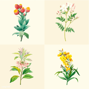 Set of beautiful blooming wildflowers | Free stock vector - 503542 Set of beautiful blooming wildflowers | Free stock vector - 503542