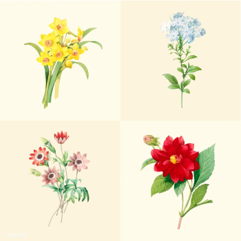 Set of beautiful blooming wildflowers | Free stock vector - 503555 Set of beautiful blooming wildflowers | Free stock vector - 503555