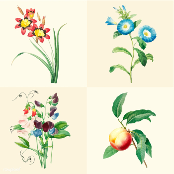Set of beautiful blooming wildflowers | Free stock vector - 503556 Set of beautiful blooming wildflowers | Free stock vector - 503556