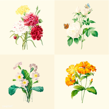 Set of beautiful blooming wildflowers | Free stock vector - 503558 Set of beautiful blooming wildflowers | Free stock vector - 503558