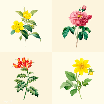 Set of beautiful blooming wildflowers | Free stock vector - 503561 Set of beautiful blooming wildflowers | Free stock vector - 503561