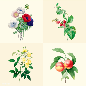 Set of beautiful blooming wildflowers | Free stock vector - 503568 Set of beautiful blooming wildflowers | Free stock vector - 503568
