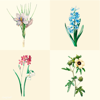 Set of beautiful blooming wildflowers | Free stock vector - 503572 Set of beautiful blooming wildflowers | Free stock vector - 503572