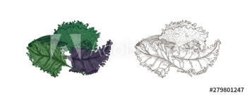 Set of elegant colorful and monochrome drawings of Kale or leaf cabbage Set of elegant colorful and monochrome drawings of Kale or leaf cabbage