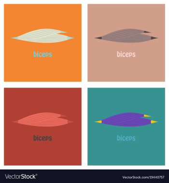 Set of flat biceps triceps - movement of the arm vector image Set of flat biceps triceps - movement of the arm vector image