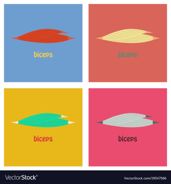 Set of flat biceps triceps - movement of the arm vector image Set of flat biceps triceps - movement of the arm vector image