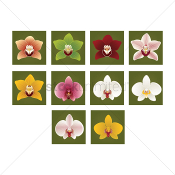 Set of flowers Set of flowers
