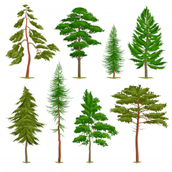 Set of realistic pine trees of various type isolated on white Free Vector Set of realistic pine trees of various type isolated on white Free Vector