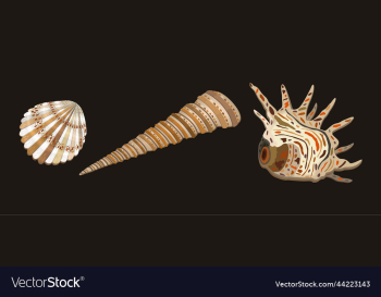 set of various seashells of usual shape with set of various seashells of usual shape with