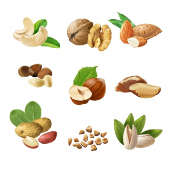 Set vector icons of nuts Free Vector Set vector icons of nuts Free Vector