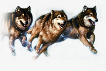 Seven Wolves PNG, Clipart, Animal, Run, Seven Clipart, Wolf ...