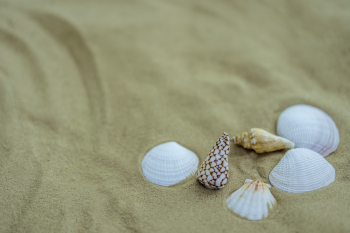 Several Assorted-color Seashells on Sand Several Assorted-color Seashells on Sand