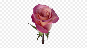 Sexy Pink - Rose Sexy Pink - Rose
