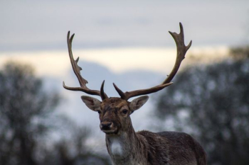 shadow depth of field photography of deer shadow depth of field photography of deer