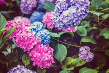 shadow depth of field photography of hydrangeas flowers shadow depth of field photography of hydrangeas flowers