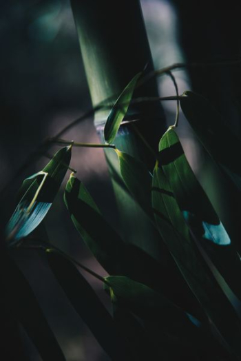 shadow photography of bamboo grasses shadow photography of bamboo grasses