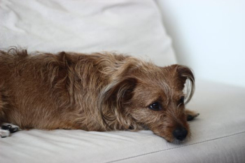 Shaggy Brown Dog Napping Shaggy Brown Dog Napping