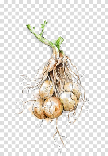 Shallot Garlic Potato Vegetable Food, potato transparent background PNG clipart Shallot Garlic Potato Vegetable Food, potato transparent background PNG clipart
