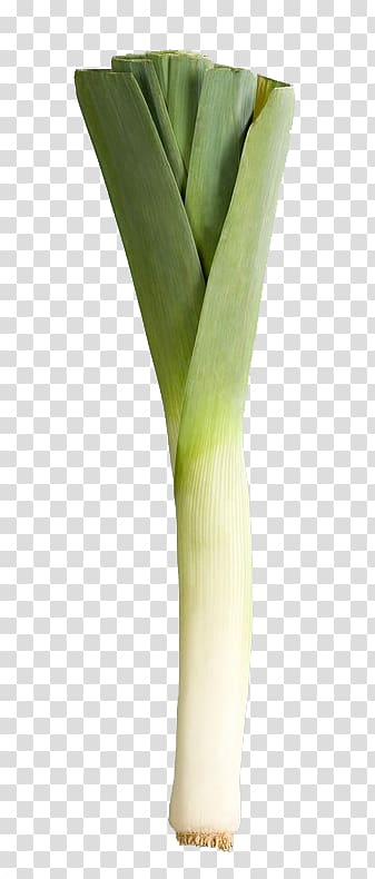 Shallot Garlic Vegetable Ingredient, garlic transparent background PNG clipart Shallot Garlic Vegetable Ingredient, garlic transparent background PNG clipart