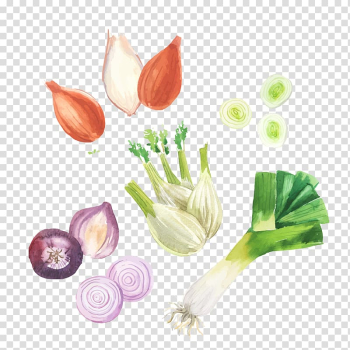 Shallot Vegetable Garlic, Painted vegetables transparent background PNG clipart Shallot Vegetable Garlic, Painted vegetables transparent background PNG clipart
