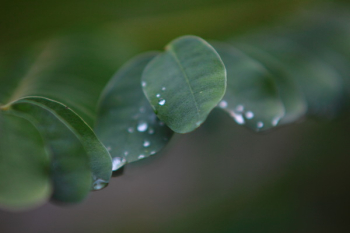 Shallow Depth of Field Photo of Green Leafed Plant Shallow Depth of Field Photo of Green Leafed Plant