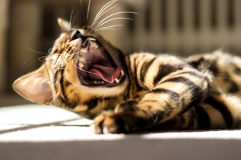 Shallow Focus of Yawning Cat Shallow Focus of Yawning Cat
