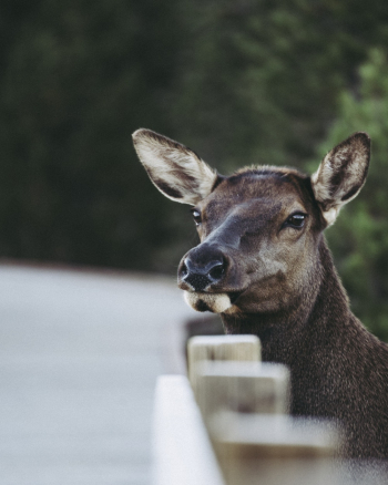 Shallow Focus Photo of Brown Animal Shallow Focus Photo of Brown Animal