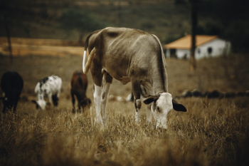 Shallow Focus Photo of Brown Cow Shallow Focus Photo of Brown Cow