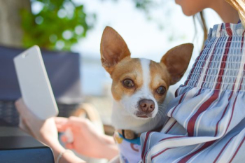 shallow focus photo of Chihuahua shallow focus photo of Chihuahua