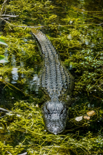 Shallow Focus Photo Of Crocodile On Body Of Water Shallow Focus Photo Of Crocodile On Body Of Water