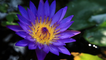 Shallow Focus Photo of Purple and Yellow Water Lily Shallow Focus Photo of Purple and Yellow Water Lily