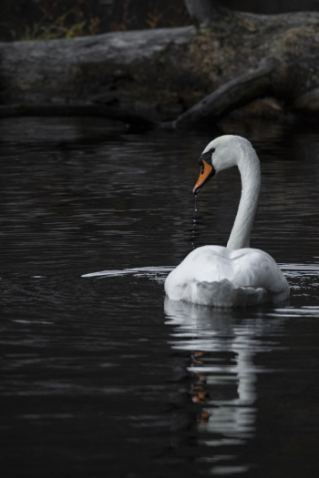 Shallow Focus Photo Of Swan On Body Of Water Shallow Focus Photo Of Swan On Body Of Water